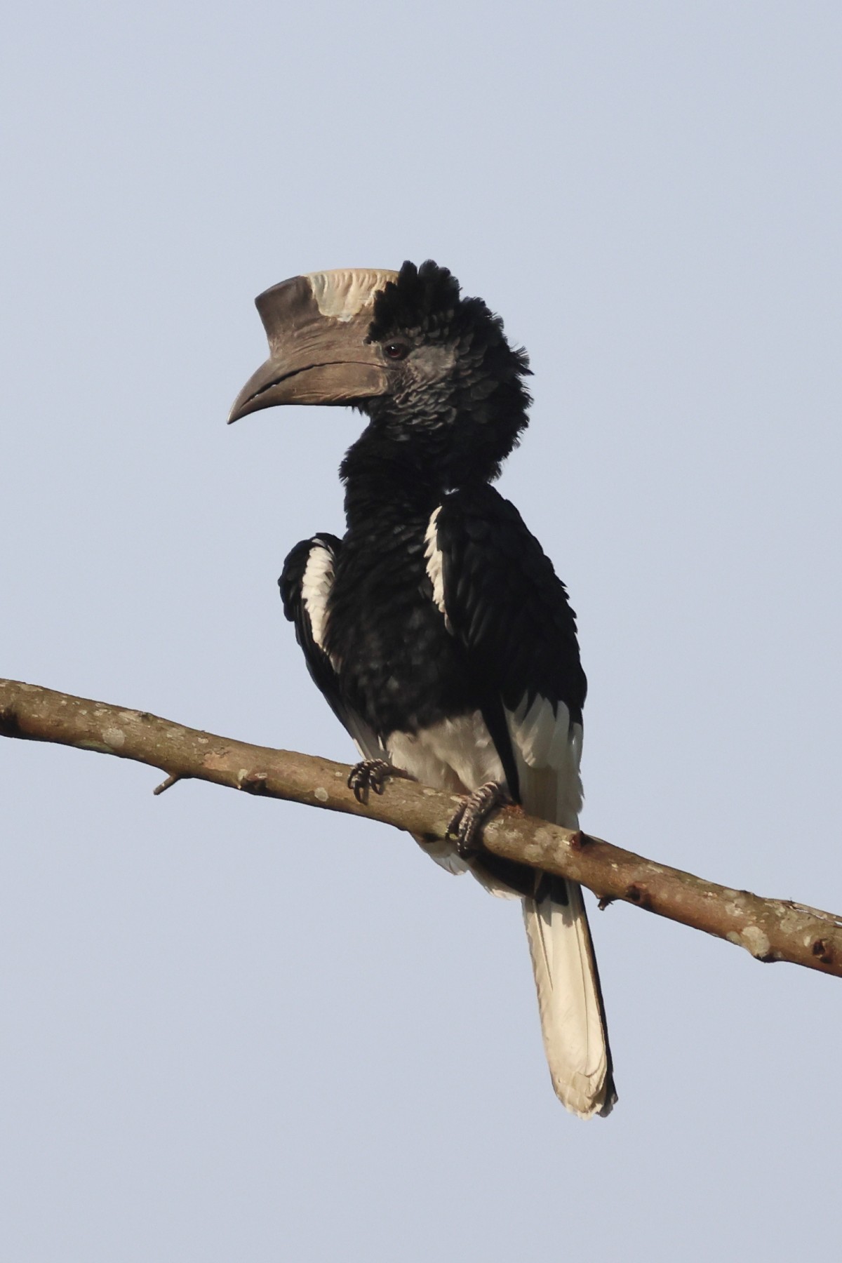 Black-and-white-casqued hornbill (Bycanistes subcylindricus)