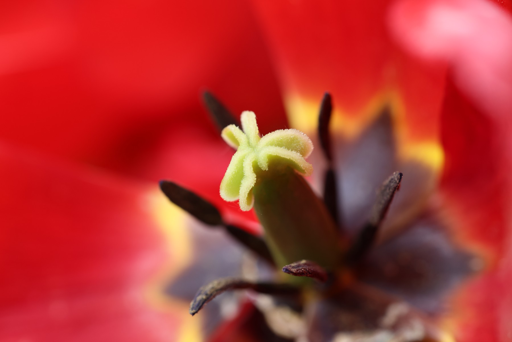 Tulip