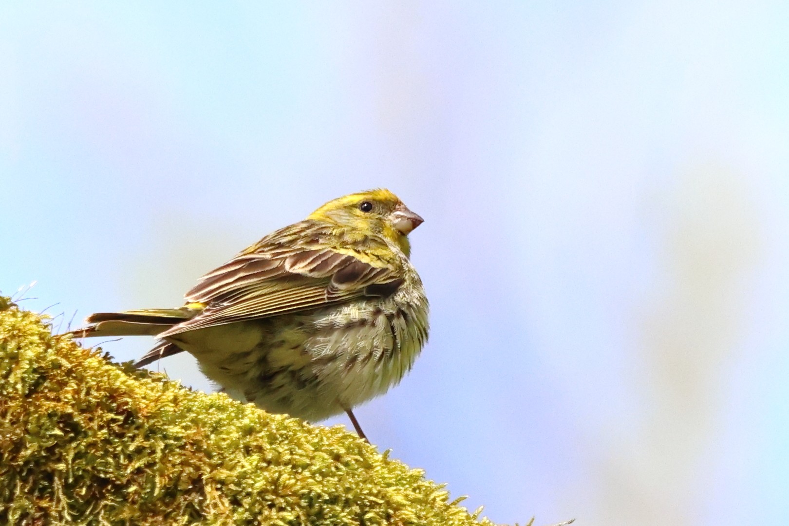 European serin (Serinus serinus)