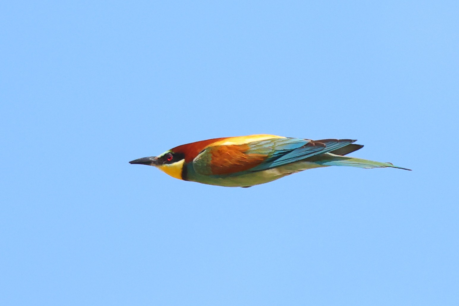 European bee-eater (Merops apiaster)