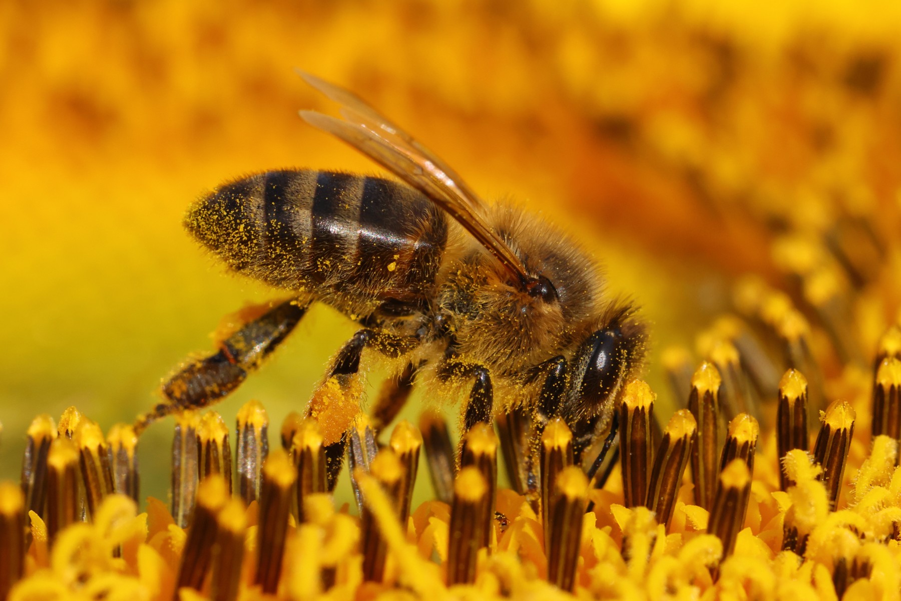 Sunflower with a bee
