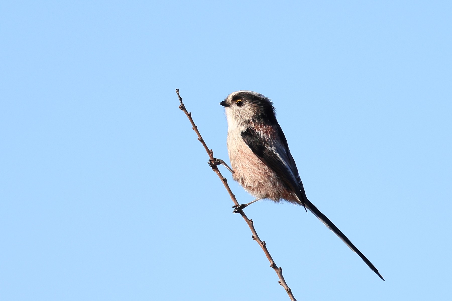 Long-tailed tit (Aegithalos caudatus)