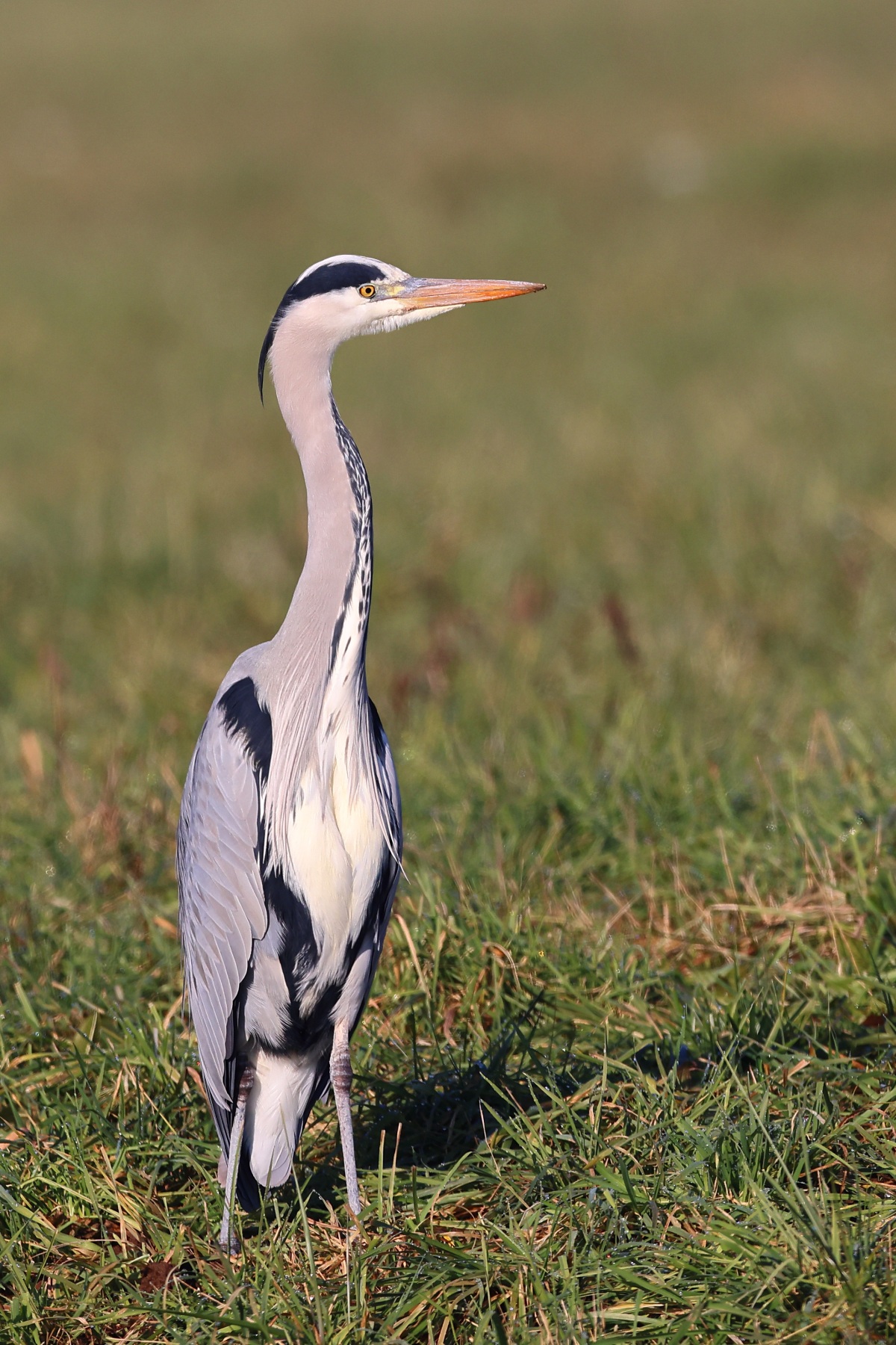 Grey heron (Ardea cinerea)