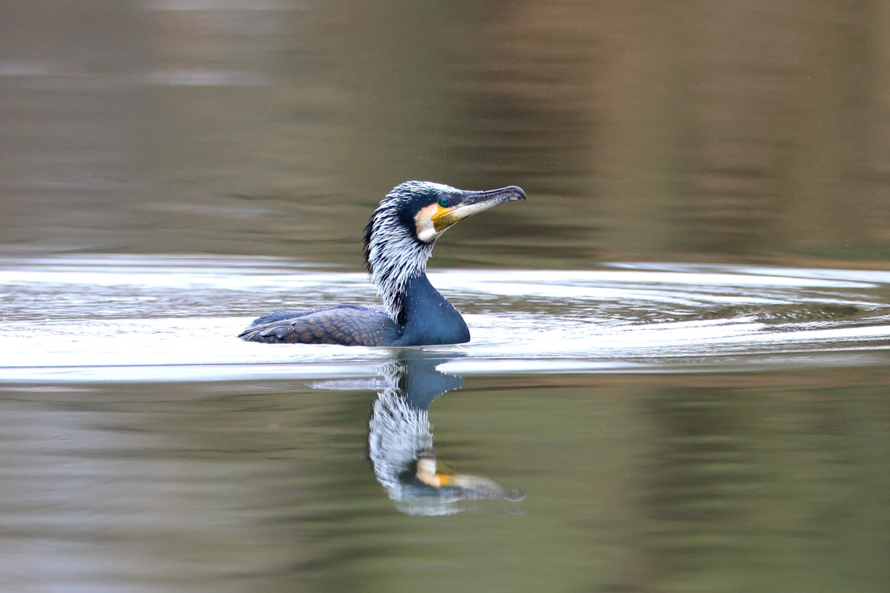 Cormorant