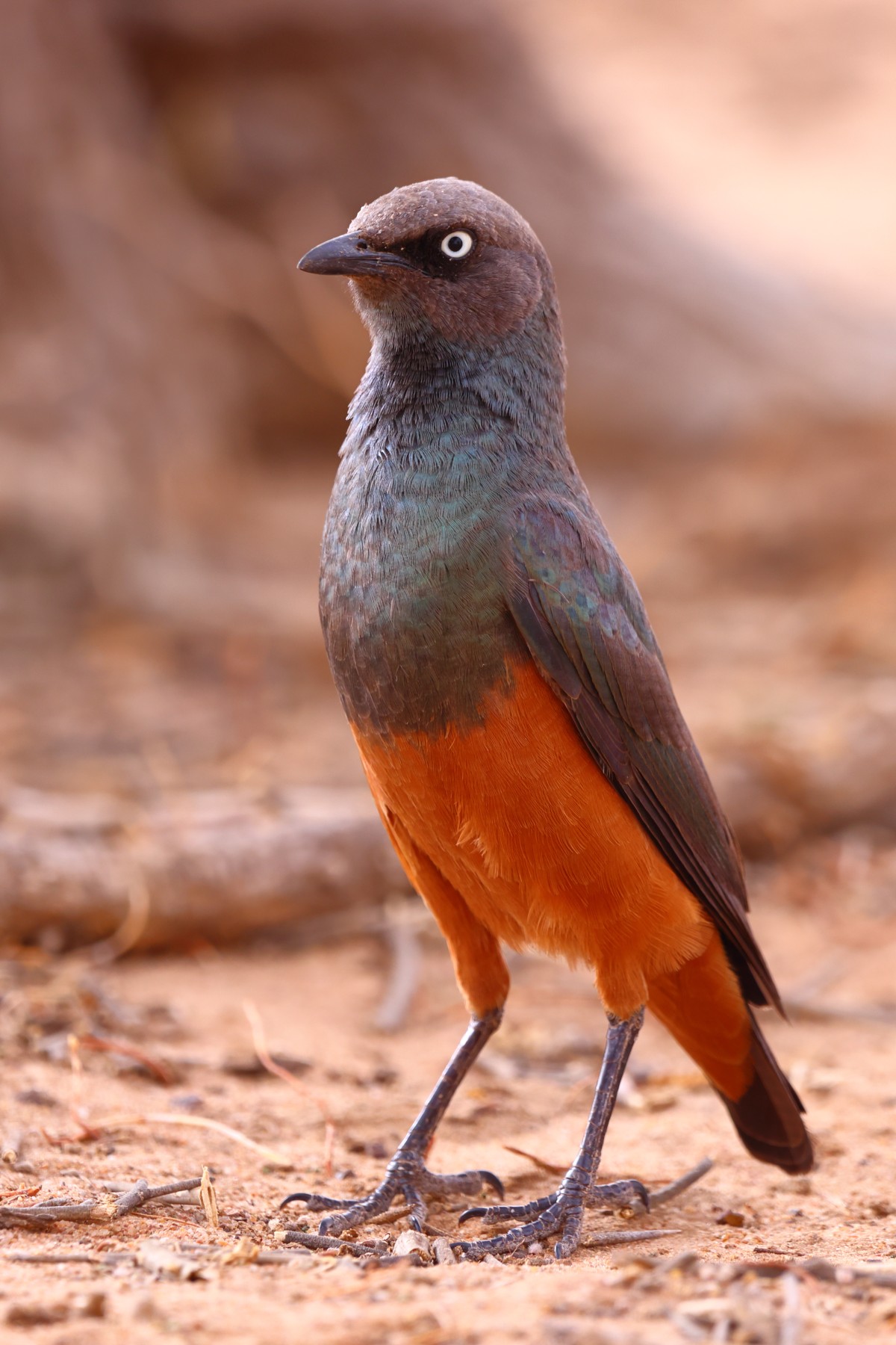 Hildebrandt's starling (Lamprotornis hildebrandti)