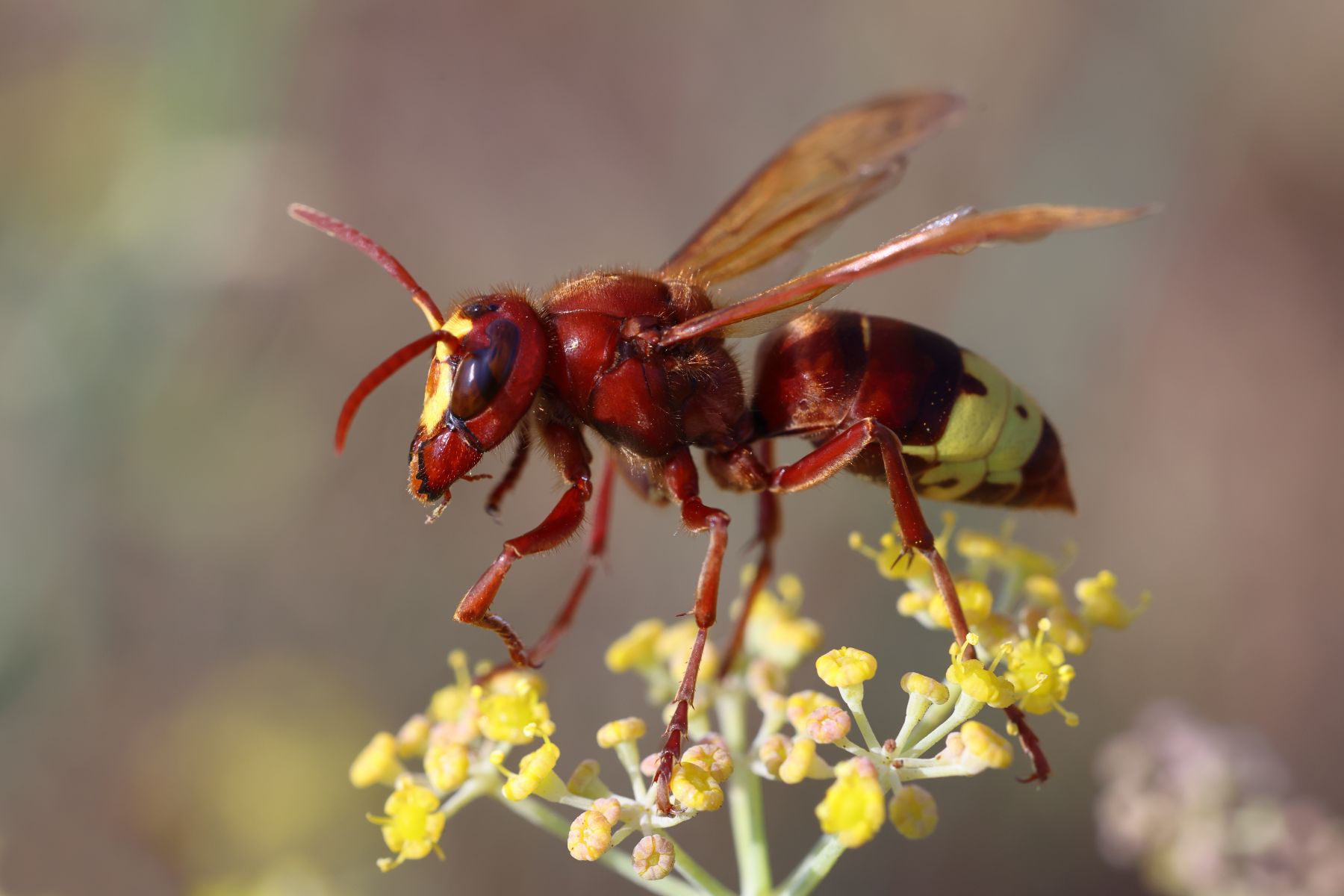 Oriental hornet (Vespa orientalis)