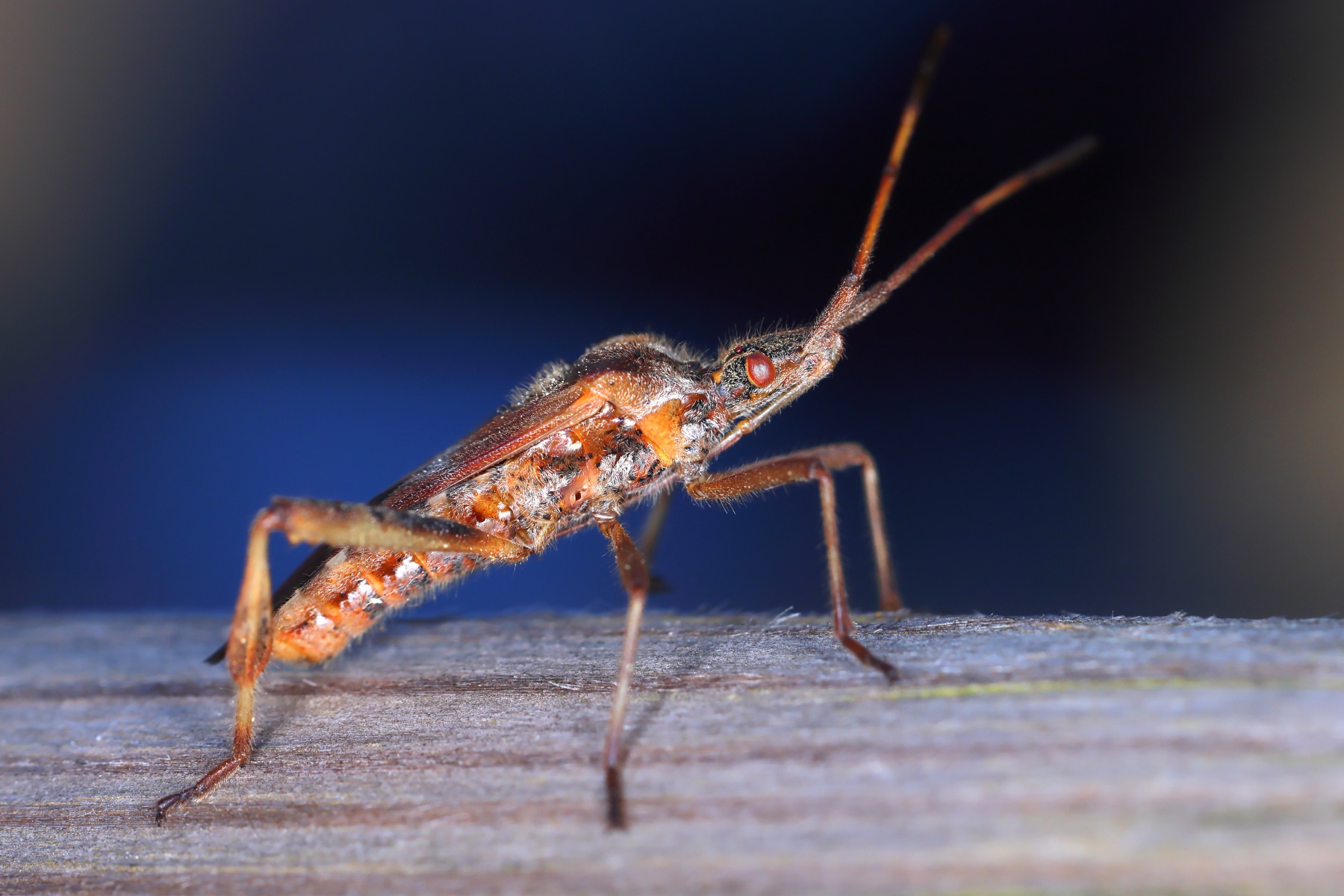 Western conifer seed bug (Leptoglossus occidentalis)