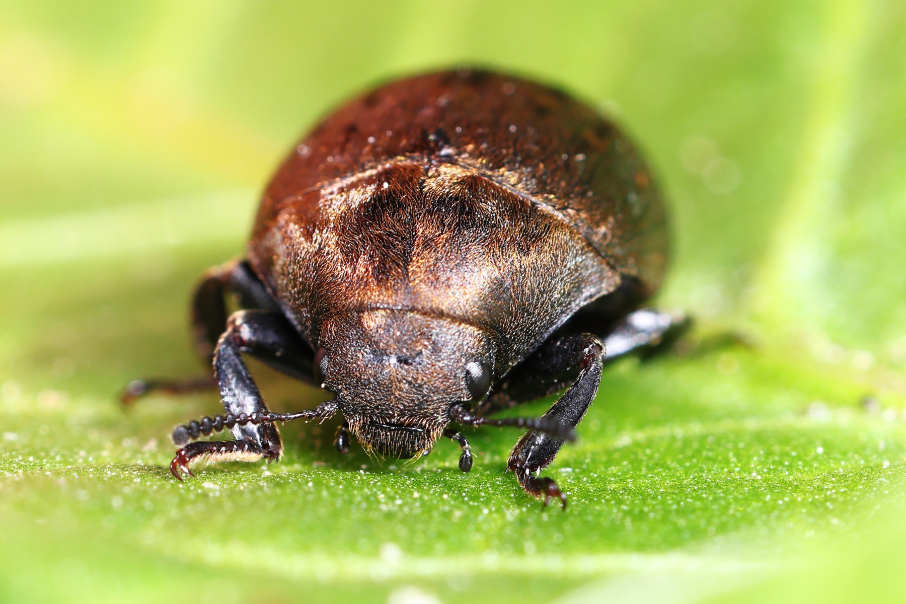 Byrrhus sp.