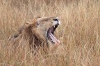 Lion (Panthera leo)