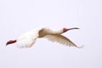 African spoonbill (Platalea alba)