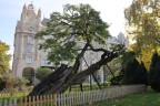 Old Acacia tree