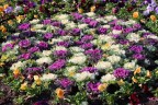 Ornamental cabbage