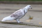 Pigeon with feathered feet