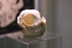 Cat museum - Cat skull