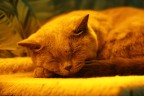 Cat museum - Jasmine