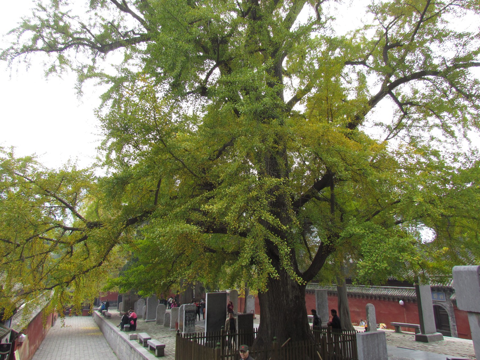 Dengfeng - Shaolin temple - Gingko tree