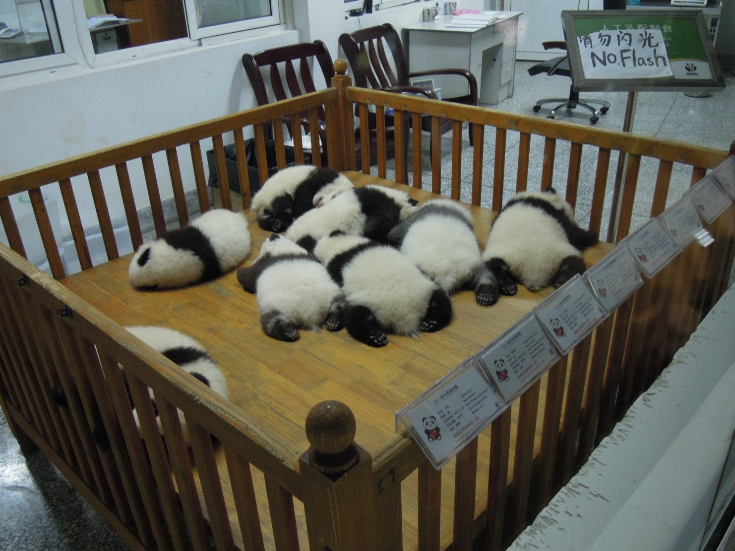 Near Chengdu - Panda research institute - 3 months old pandas