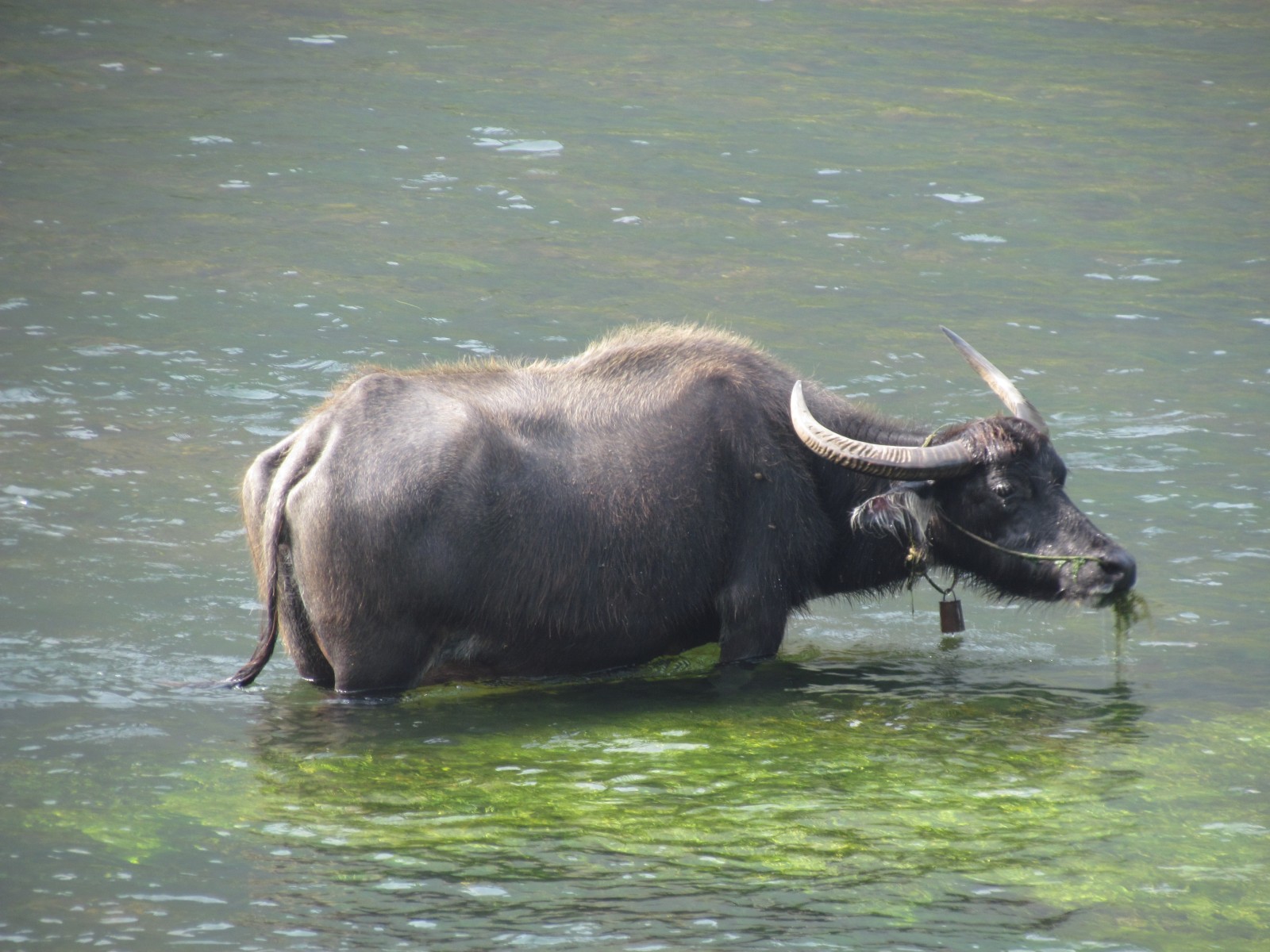 Near Guilin - Lijiang river - Water buffalo