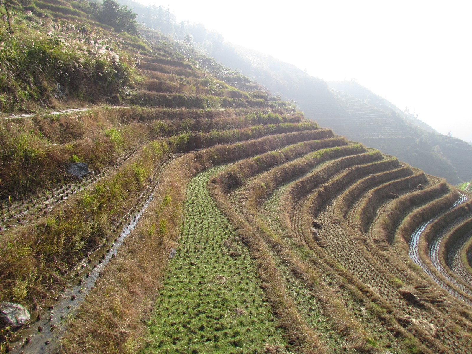 Longsheng - Longji rice terraces