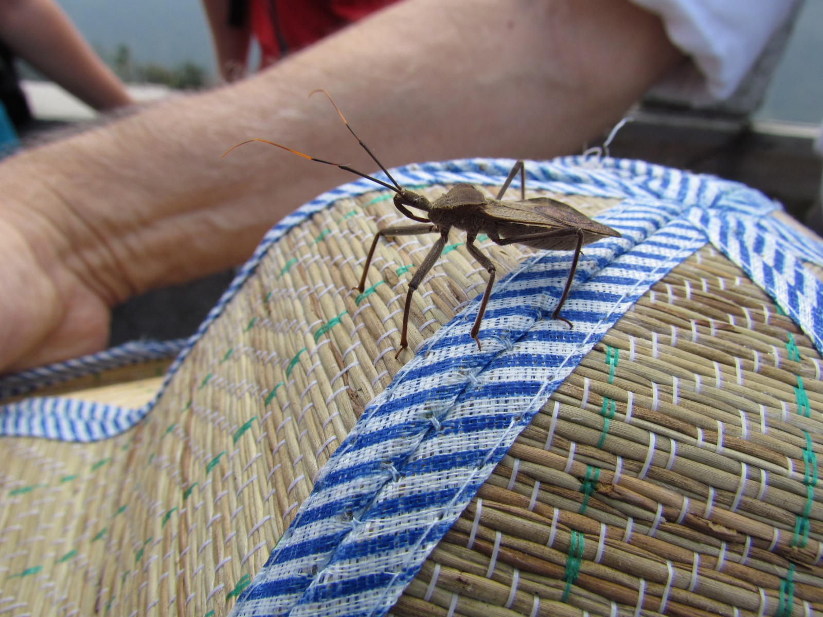 Longsheng - Beetle
