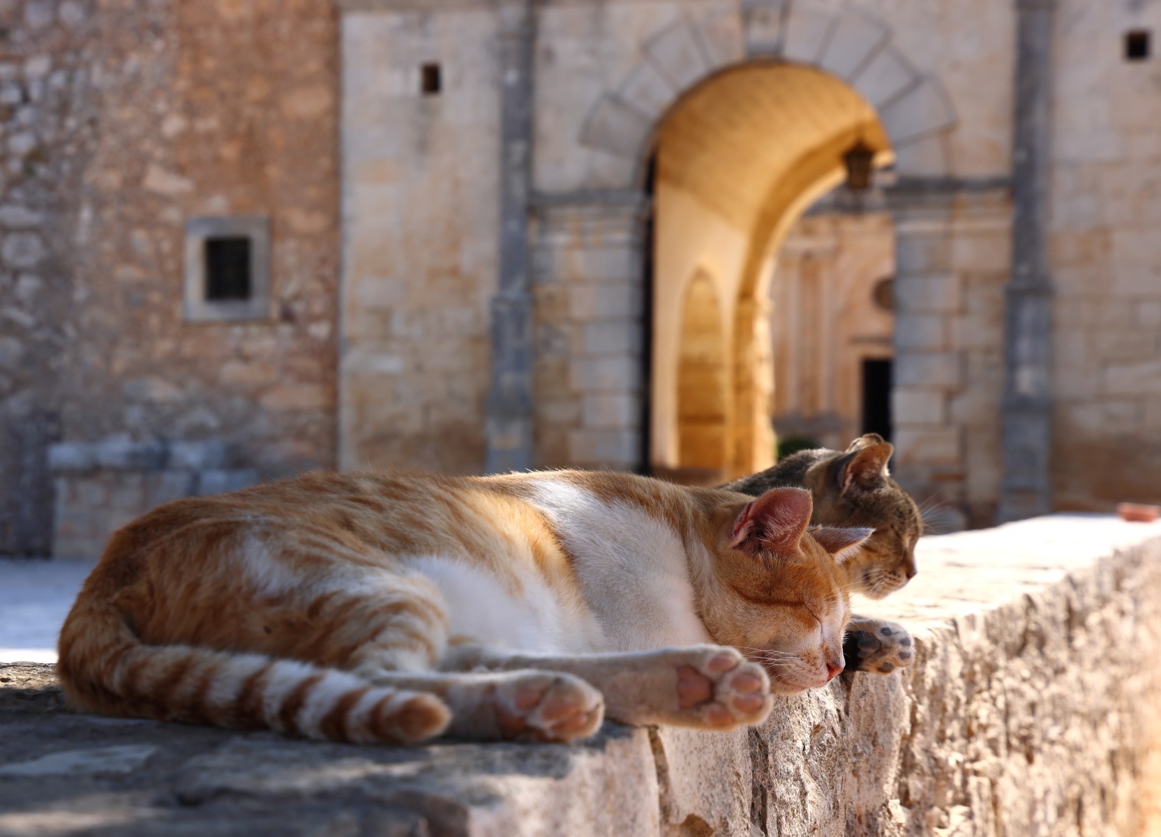 Arkadi monastery - Cats