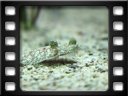 Cretaquarium - Flat fish