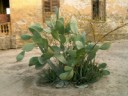 Cairo - City of the dead - Cactus
