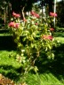 Aswan - Kitchener's island - Botanic park - Christmas flower