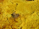 Danakil depression - Dallol
