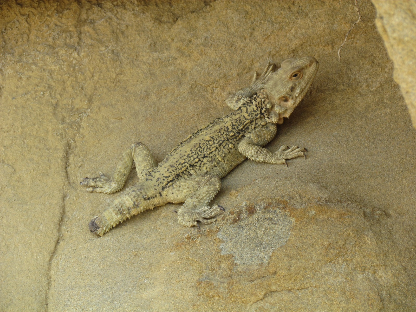 Near Udabno - Agama without a tail