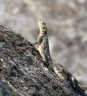 Uplistsikhe - Lizard