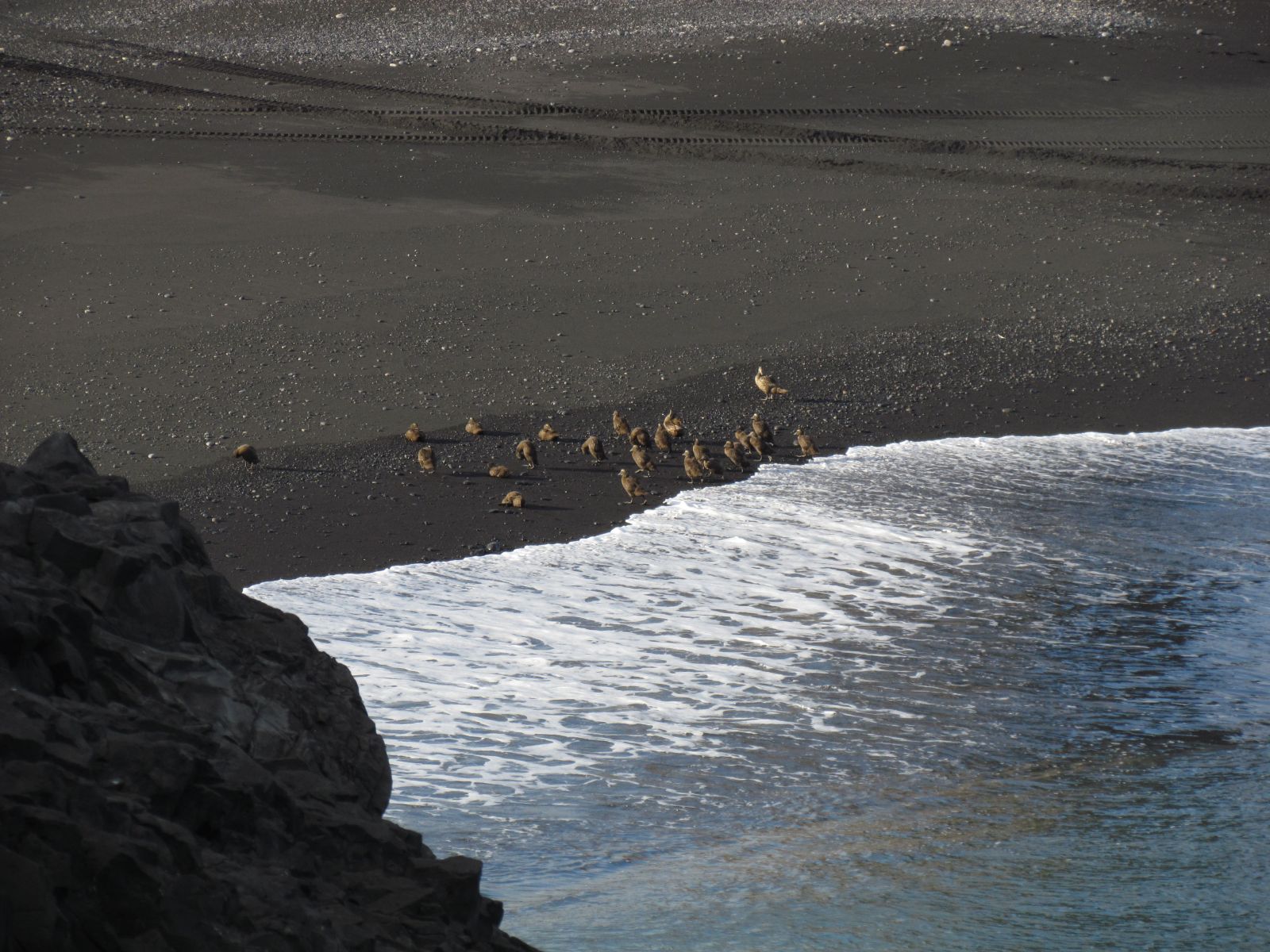 Near Vík - Dyrhólæy - Ducks