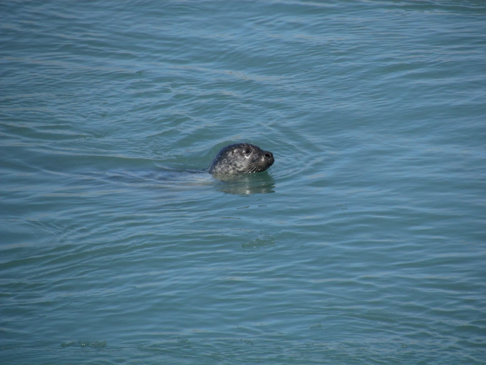 Jökulsárlón - Seal