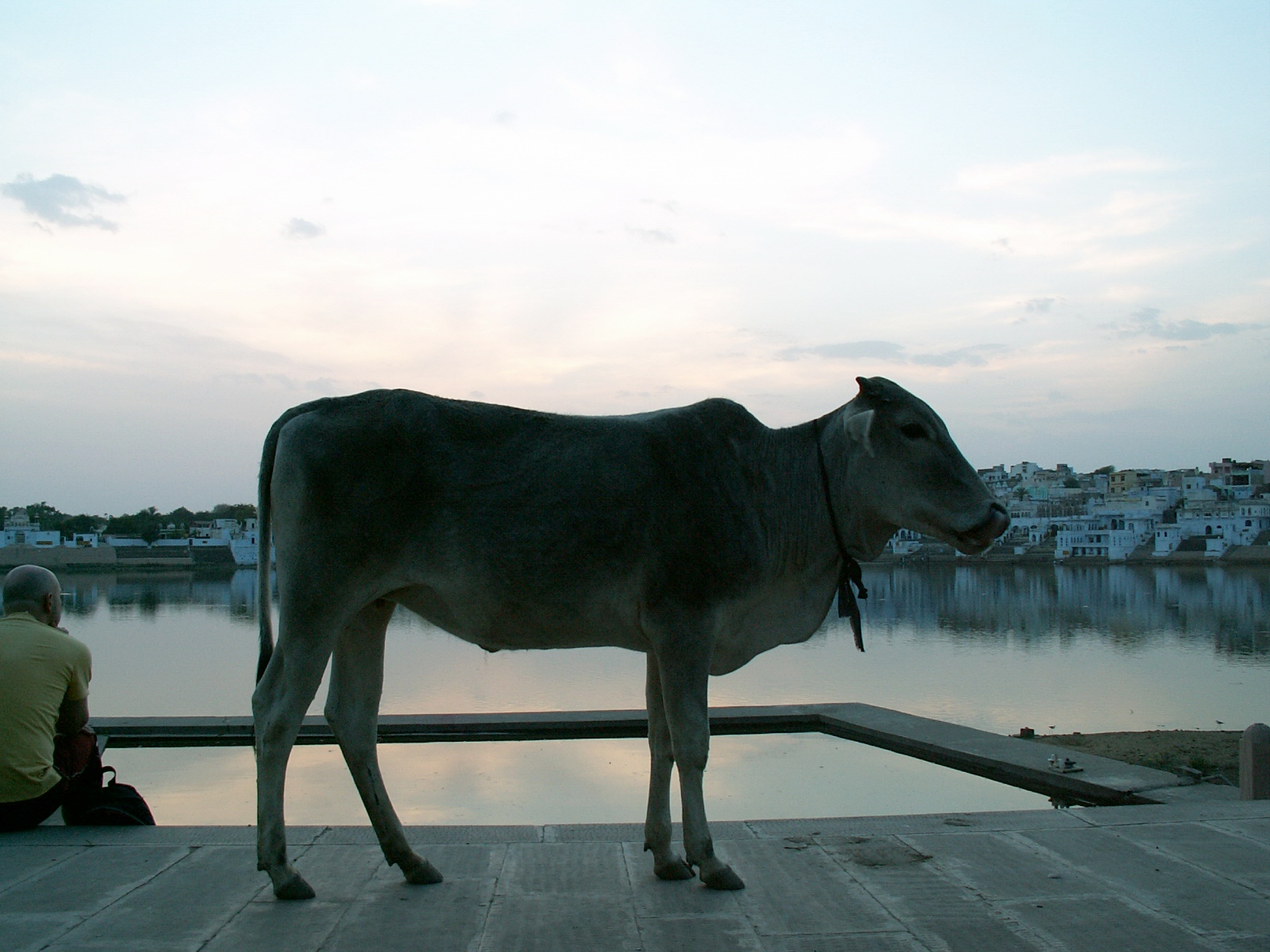 Pushkar lake - Cow