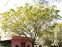 To Rajastan - Neem tree (used in Ayurveda medicine)
