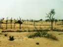 To Bikaner