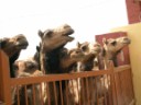 Jorbeer - Camel Research Institute