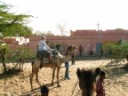 Near Bikaner - Camel safari