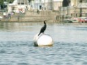 Udaipur - Lake Pichola