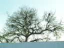 Pushkar - Tree full of monkeys