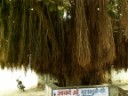 Pushkar - Tree