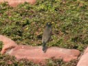 Agra - Fort - Blackbird