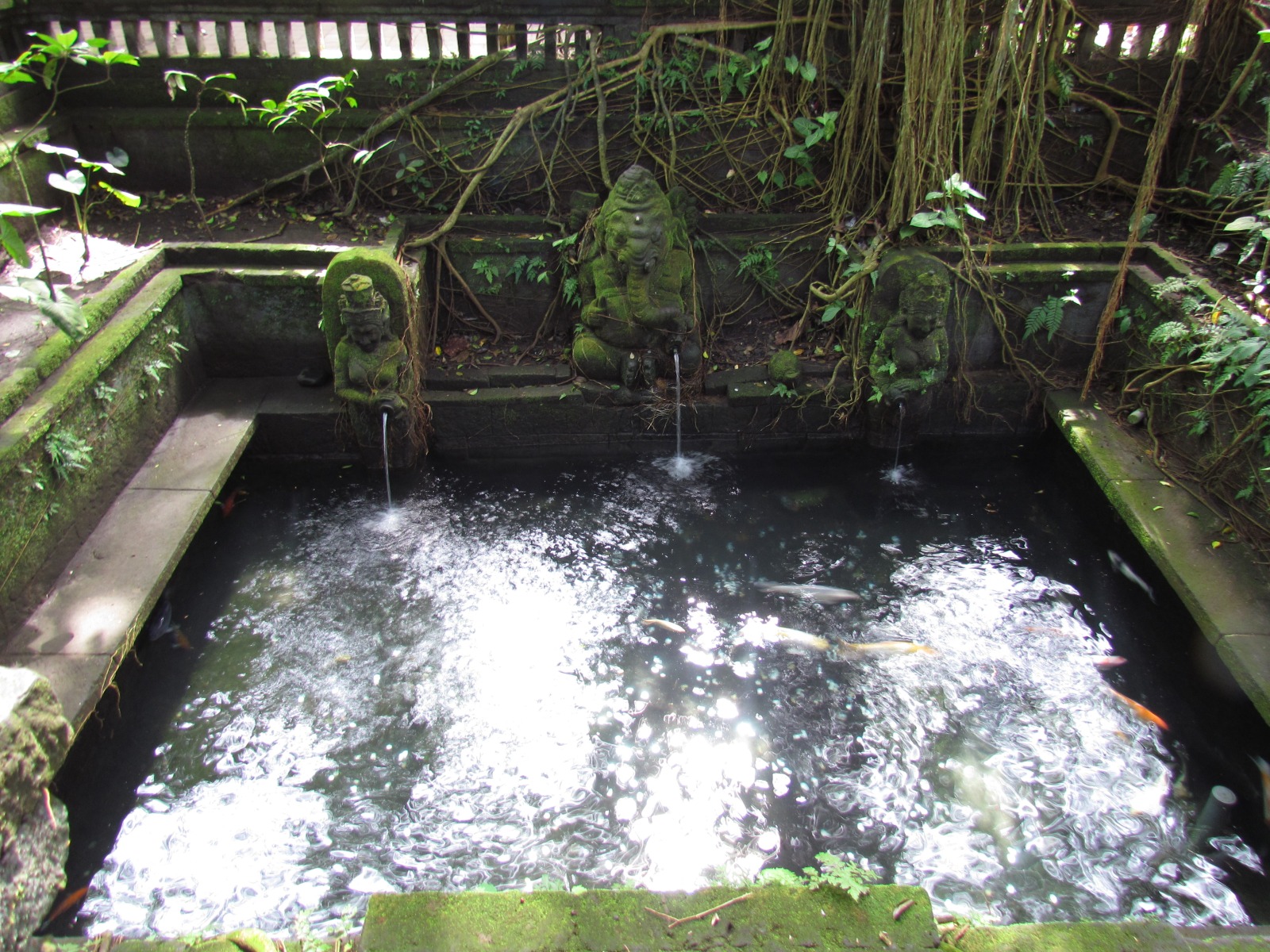 Bali - Ubud - Sacred monkey sanctuary