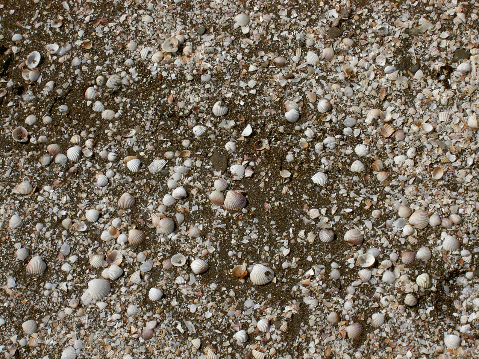 Caspian Sea - Shells