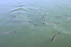 Lefkada city - Fish
