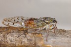 Nydri - Ash cicada (Cicada orni)