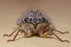 Nydri - Ash cicada (Cicada orni)