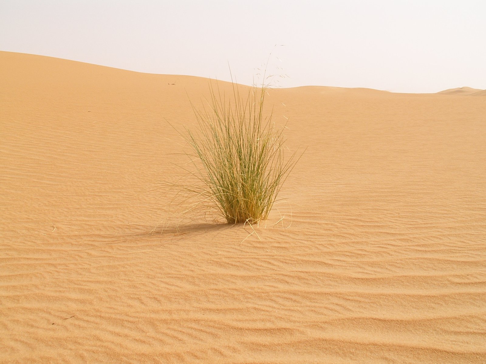 Ramlat Assayef - Sand dunes