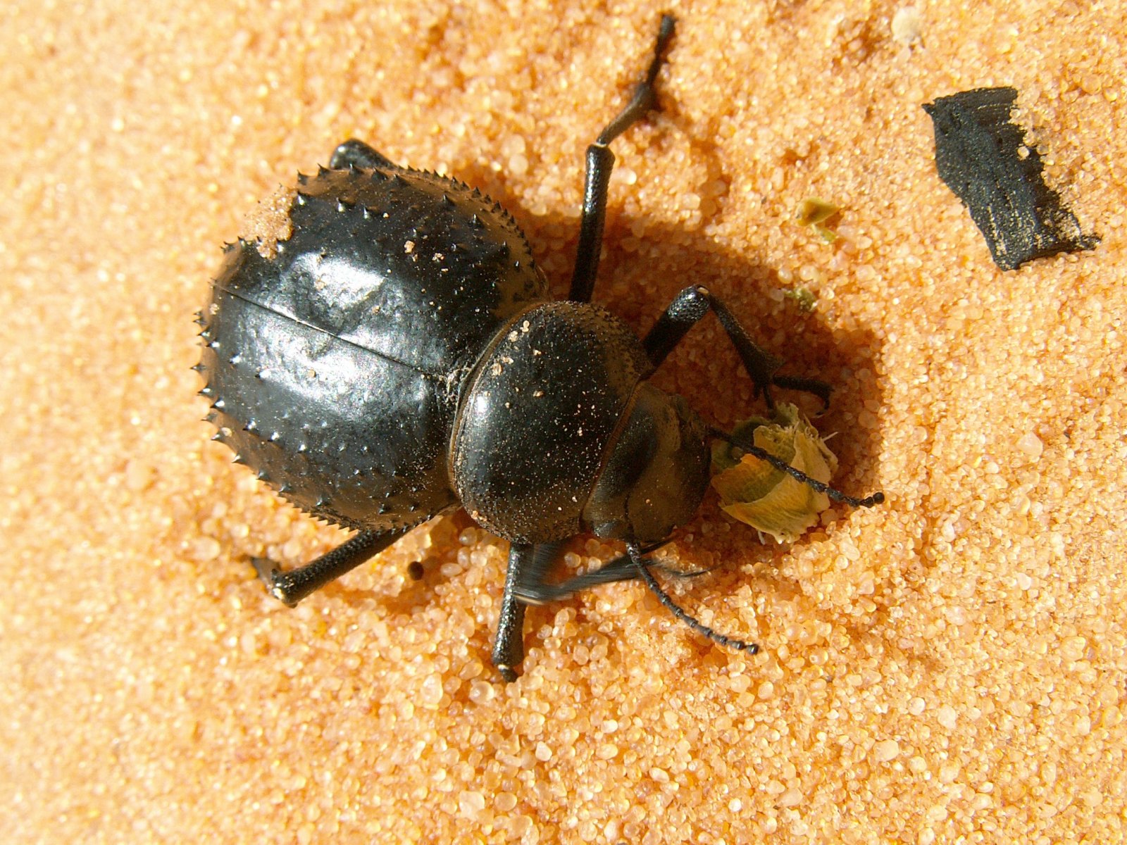 Ubari Lakes - Scarab