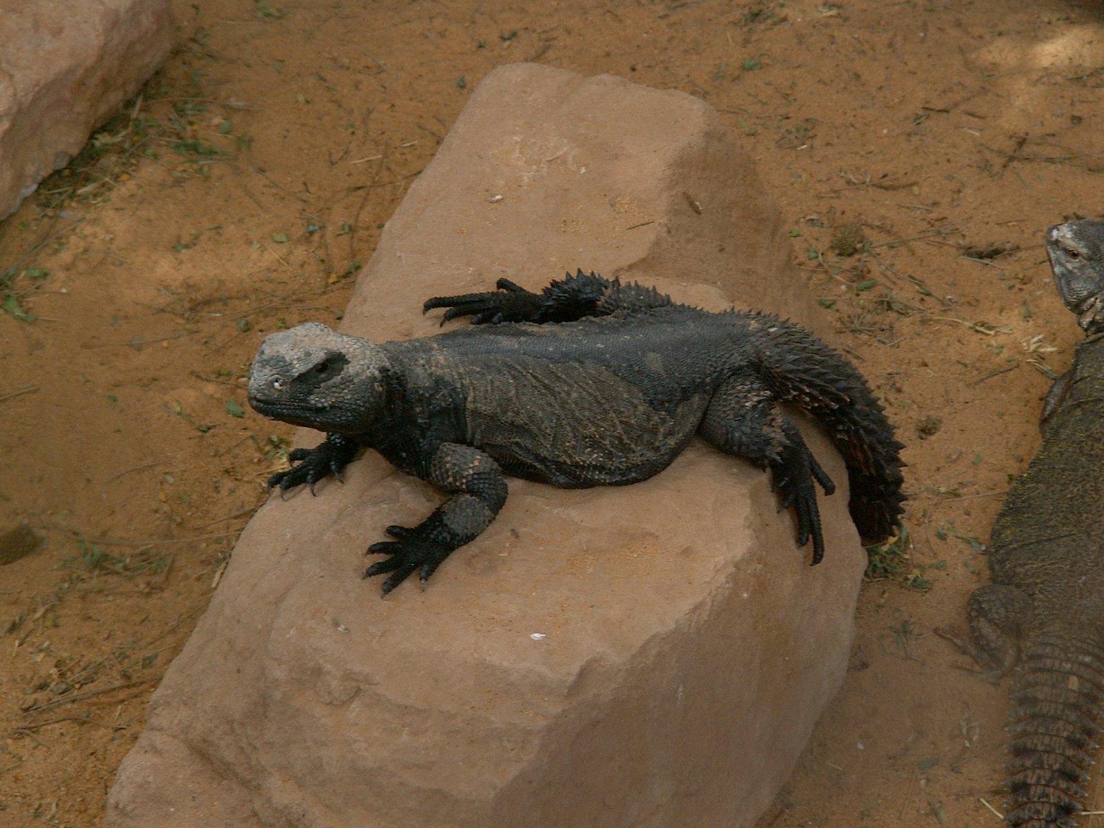 Near Sebha - Zoo - Lizard